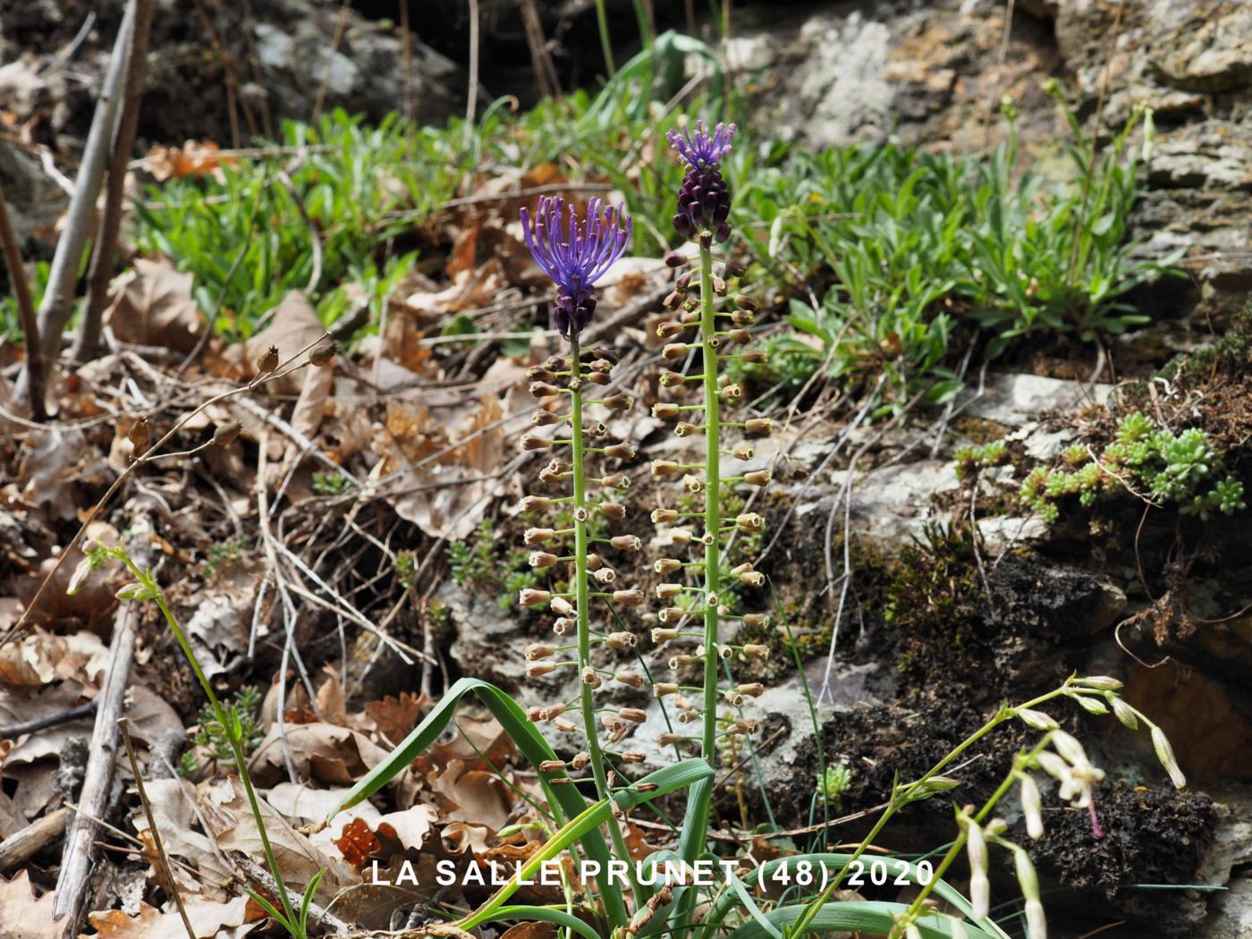 Tassel Hyacinth plant